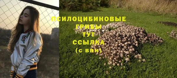 прущие грибы Армянск